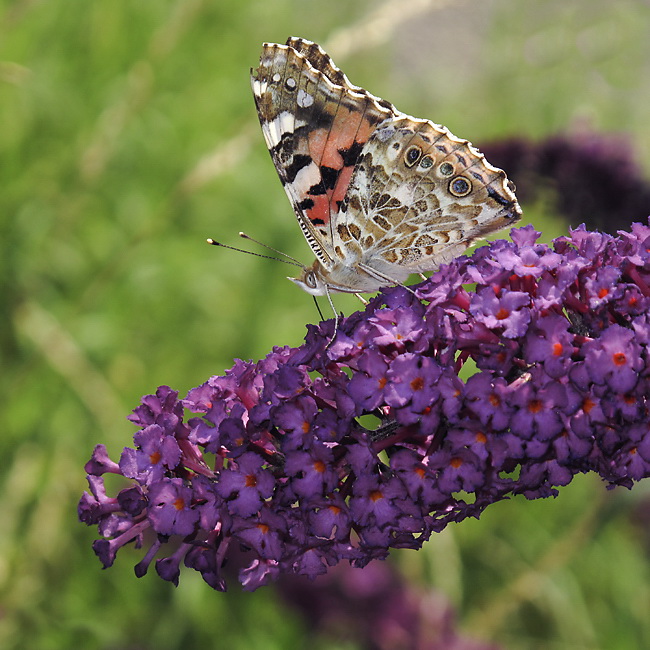 Tiere Makro schmetterling IMG_3486.jpg   26.04.jpg